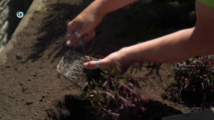 Nova zahrada - mykorhizne huby